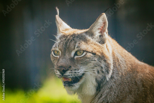 Close up photograph of a Eurasian Lynx basking in the warm summer sun. Horizontal.