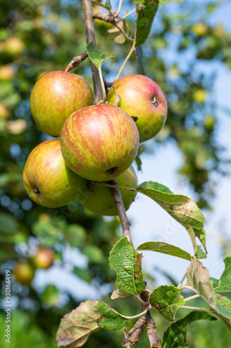 Cox orange appels growing on a tree branch, Heidenau, Lower Saxony, Germany