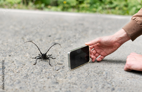 Ecologist entomologist takes a photo of a beetle on a smartphone Longhorn beetle on the road Cerambycidae long-horned or longicorns