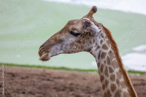 The giraffe had saliva flowing from its mouth, pretending to be hungry.