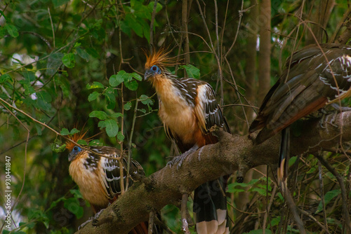 Aves en las pampas del beni