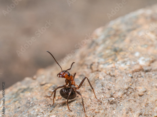 Nahaufnahme einer Ameise, (Formica) die versucht, sich vor einem Angreifer zu verteidigen.