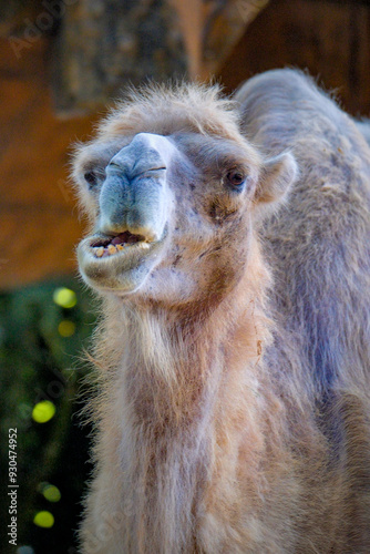 Portrait of funny camel prude mouth