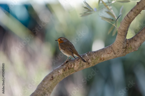 Rougegorge familier (Français), Erithacus rubecula (Linnaeus, 1758)