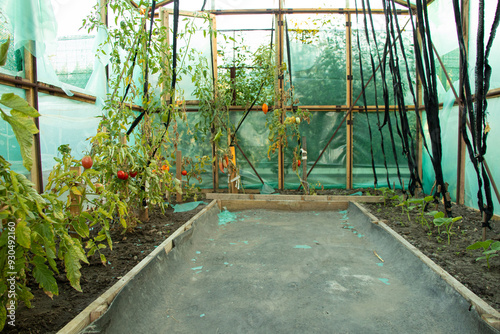 Homemade greenhouse made of oilcloth in which tomatoes grow in Ukraine in the summer