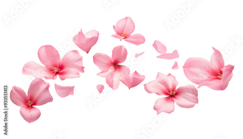 flying pink petals isolated on transparent background cutout