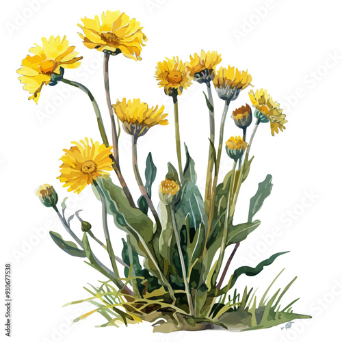 Watercolor illustration of Tussilago plant (Coltsfoot plant), isolated on a white background, and Coltsfoot vector