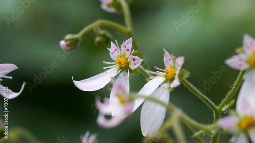 Macro photo of white Rockfoils flower