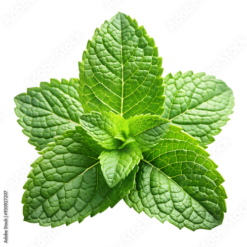 mint leaves isolated on transparent background png