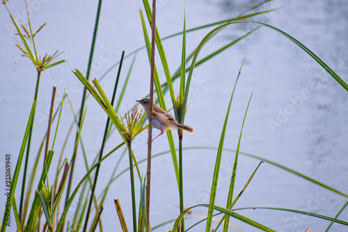 Birds are flying, warm blooded vertebrates that have more than 10,400 species that fall under the class Aves