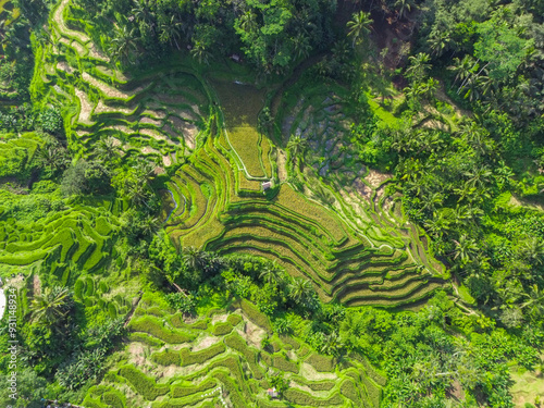 Aerial drone view of Tegallalang rice terraces in Ubud, Bali, Indonesia