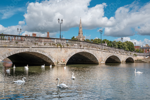 A group of Mute Swans on the river Great Ouse by the town bridge in the county town of Bedford in Bedfordshire, England with the spire of St Paul's Church