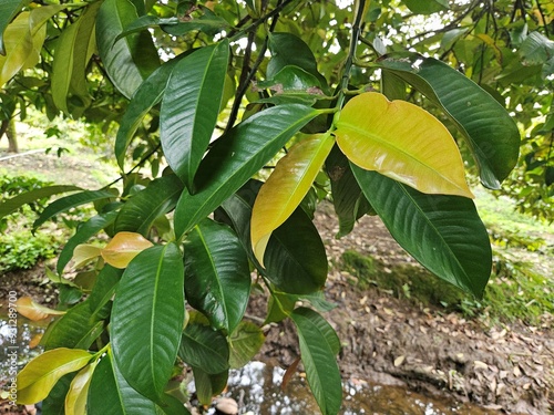 Close up of mangosteen leaves in the garden at Mekong Delta Vietnam.