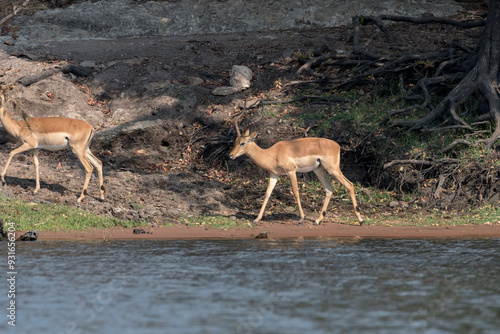 Impala, Antilope, savanne