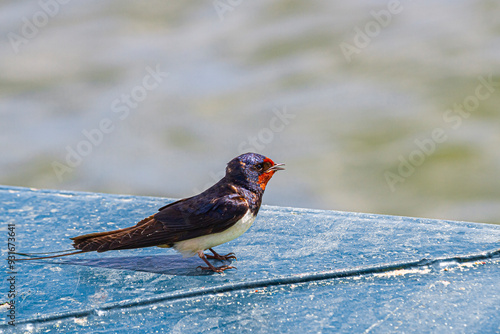 Jaskółka dymówka odpoczywająca przy wodzie | Barn Swallow Resting by the Water (Hirundo Rustica)