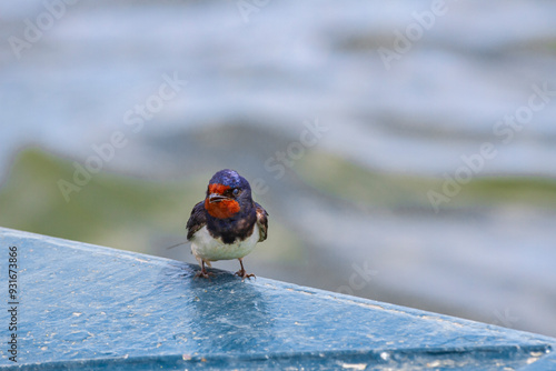 Jaskółka dymówka odpoczywająca przy wodzie | Barn Swallow Resting by the Water (Hirundo Rustica)