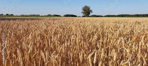 Złote łany zboża na wiejskim polu