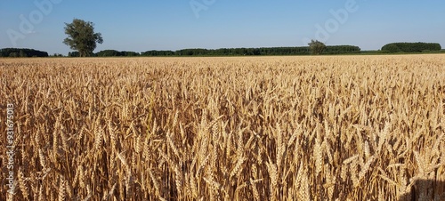 Złote łany zboża na wiejskim polu