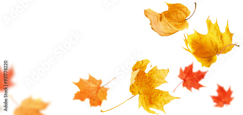 falling maple autumn leaves close up on white isolated background