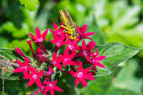 A Two-striped Grasshopper on red Egyption Starcluster flower.