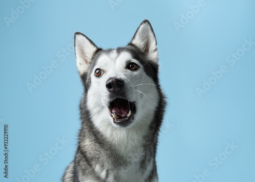 A Siberian Husky dog, mouth agape and eyes alight, catches a treat against a soft blue sky-like background. The snapshot captures the dog eager anticipation and joyful expression mid-action