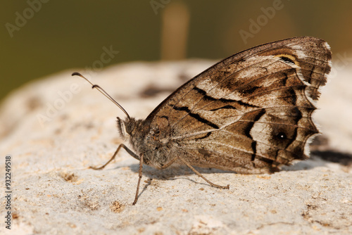 Primer plano de mariposa festón blanco ( Hipparchia fidia ) camuflada sobre una roca, Alcoy, España