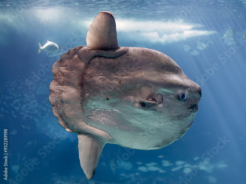 Interesting moonfish close-up