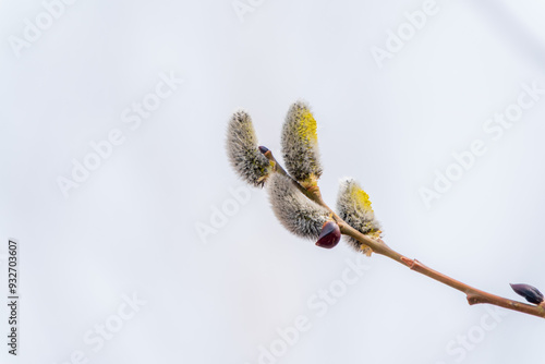 Nature awakes in spring. Blooming willow twigs and furry willow-catkins, so called seals or cats. Holly willow, Salix caprea