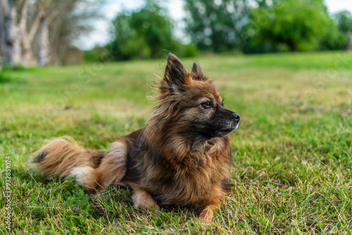 Pies rasy Paperanian (podobny do Pomeranian)