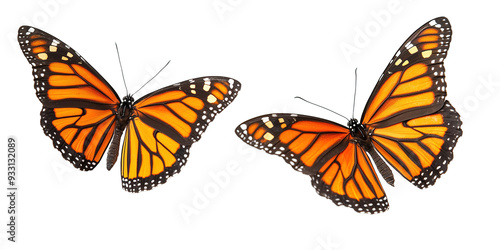 Two vibrant monarch butterflies with orange and black wings on PNG cutout background.