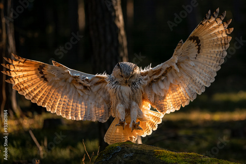 Eurasian Eagle-Owl (Bubo bubo sibiricus)