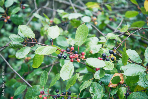 kruszyna, frangula alnus