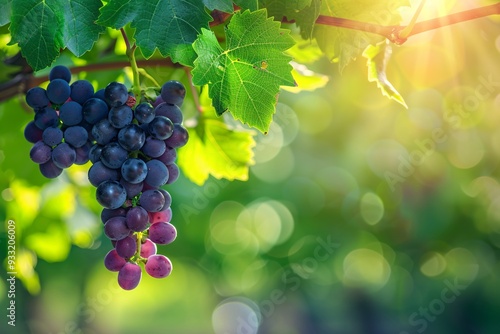 A lush bunch of ripe, sunlit grapes hanging from a vine, showcasing the beauty of a summer vineyard