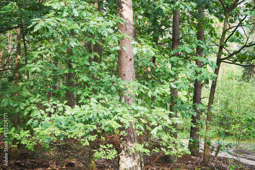 Dąb, Quercus L.