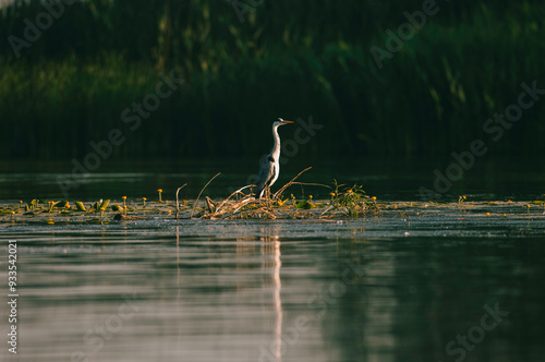 A heron patiently observes its reflection in the calm waters as the sun sets, surrounded by lush greenery