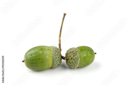 Green fruits of oak, group of still green acorns isolated with white