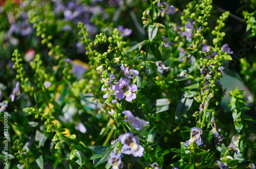 Close up of flower of Angelonia plant with tiny hairs in inner corolla