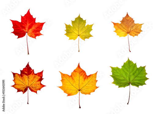 Isolated leaves. Collection of multicolored fallen autumn leaves isolated on transparent background 