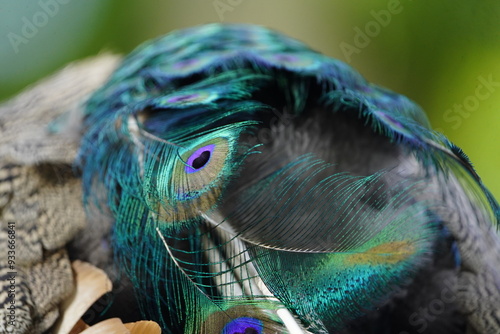 Colorful plumage from Male Blue Peafowl (Pavo cristatus)