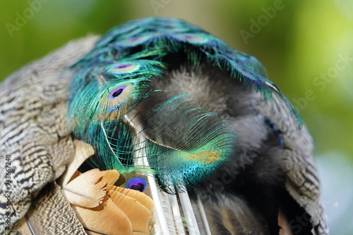 Colorful plumage from Male Blue Peafowl (Pavo cristatus)