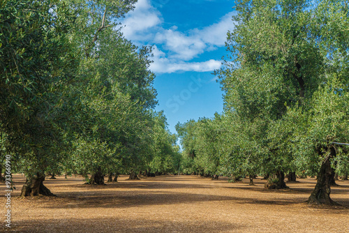 View of a field of olive trees in the countryside between Bisceglie and Corato in Puglia during the summer.