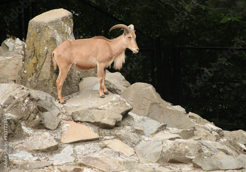 Kozioł w zoo. Zdjęcie zrobione w Krakowie.