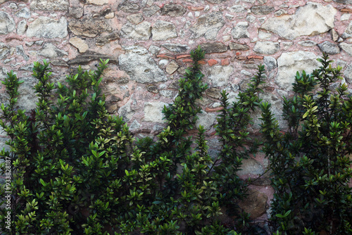 Fundo em pedra e flores