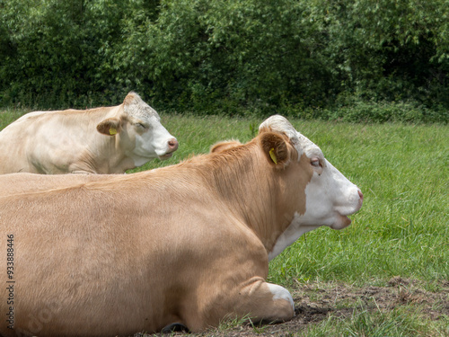 pretty brown and white cows resting in the grass