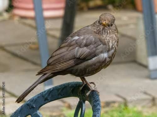 female Blackbird Turdus merula perched on garden chair