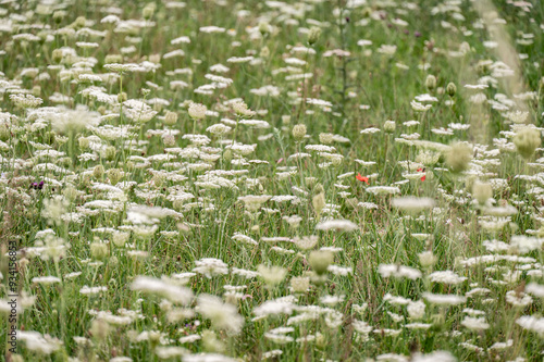 In Estonia, fiori di prato durante il mese di agosto. 