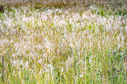 In Estonia un prato con i fiori estivi, in mese di agosto.