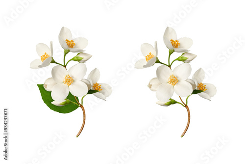 Jasmine flowers (Philadelphus coronarius) isolated on white background. Element for creating designs, cards, patterns, floral arrangements, frames, wedding cards and invitations.