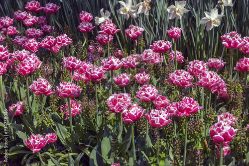 Field of large, showy, brightly colored blooming tulips Donato