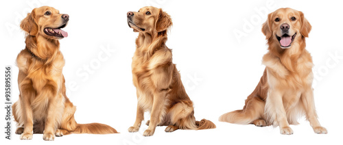 Three adorable golden retriever dogs isolated on a white background.